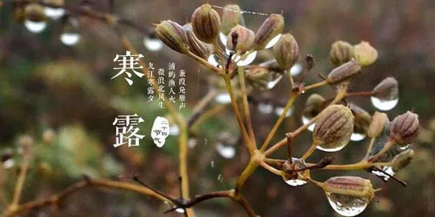 寒露