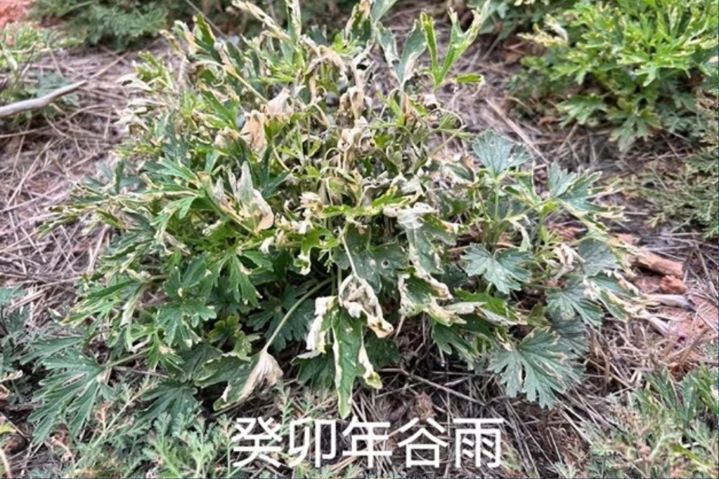 立秋