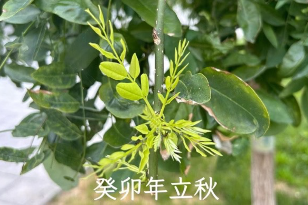 立秋