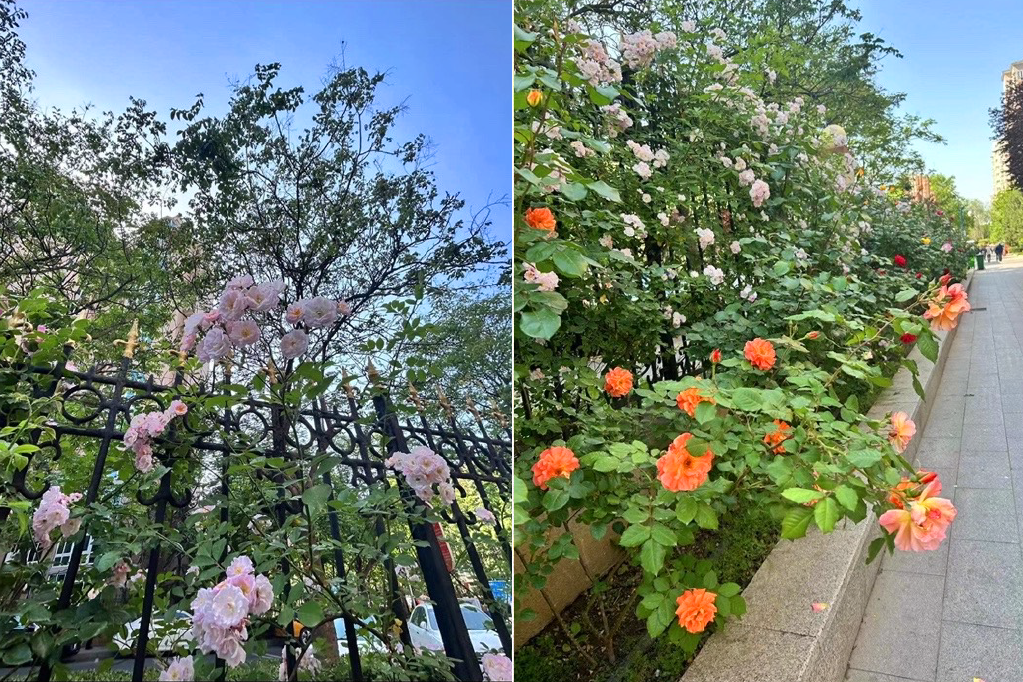立夏
