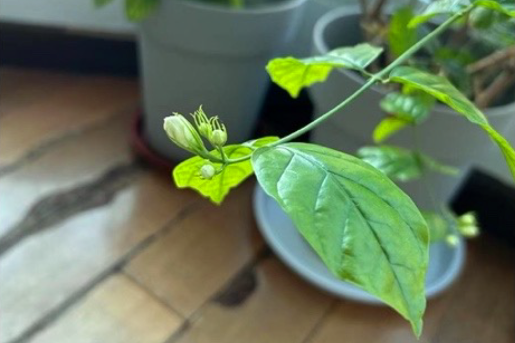 芒种