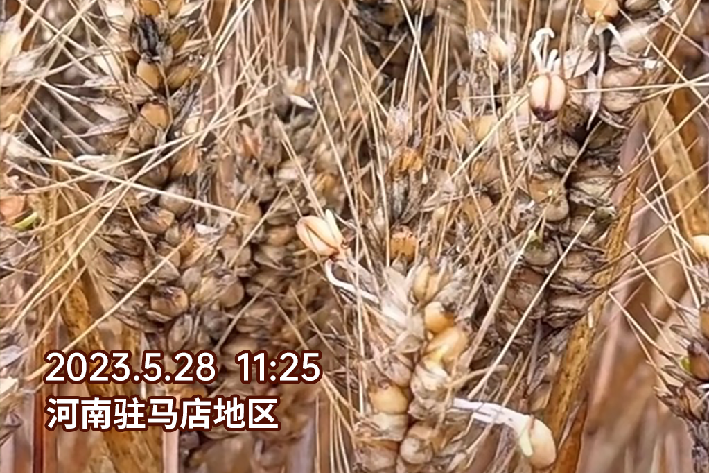小满