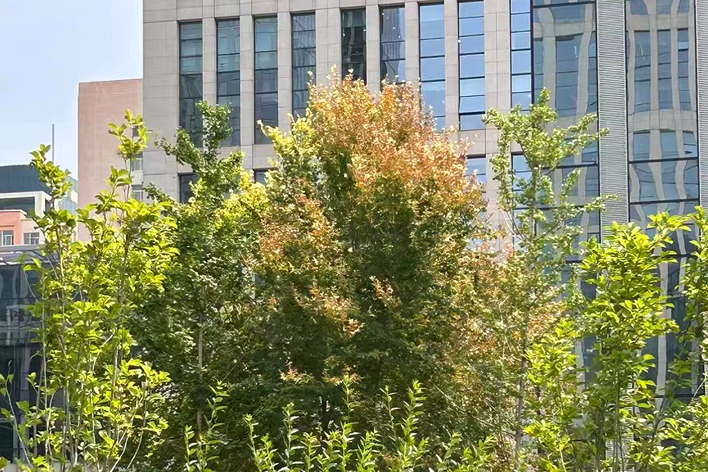 夏至