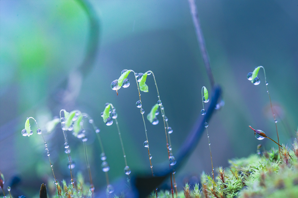 雨水