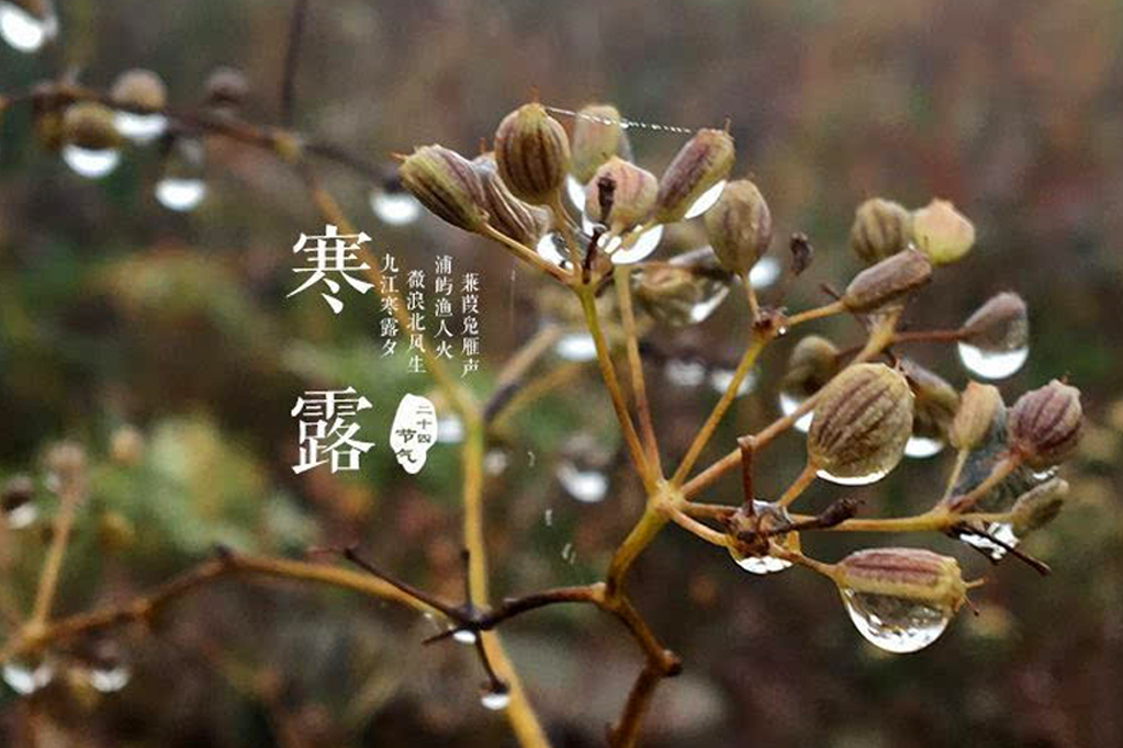 寒露
