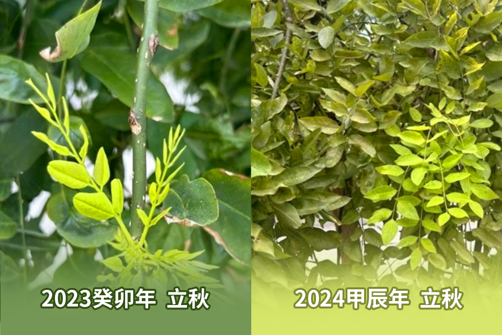 立秋