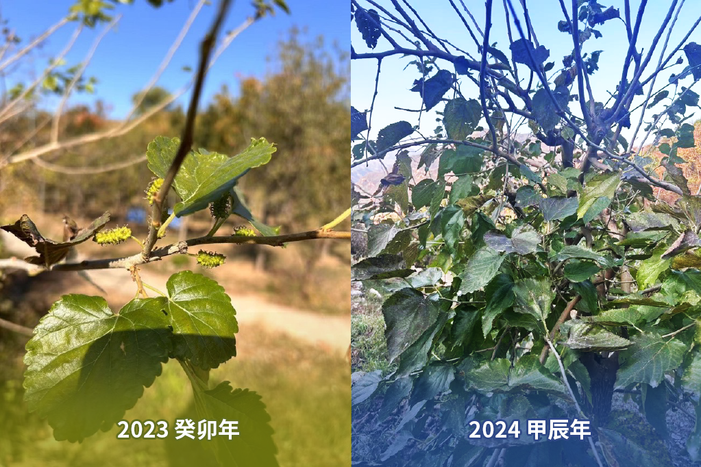 霜降
