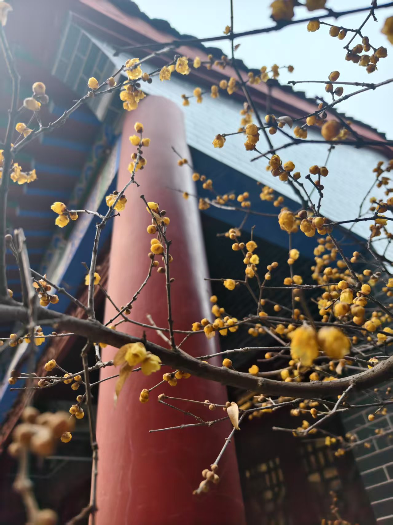 立春