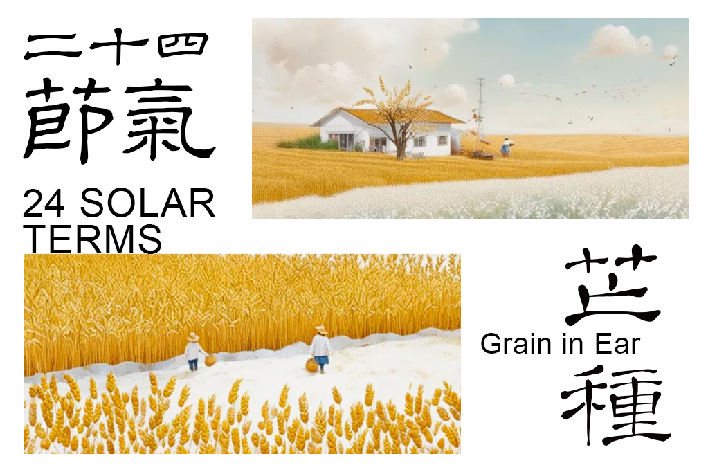 芒种