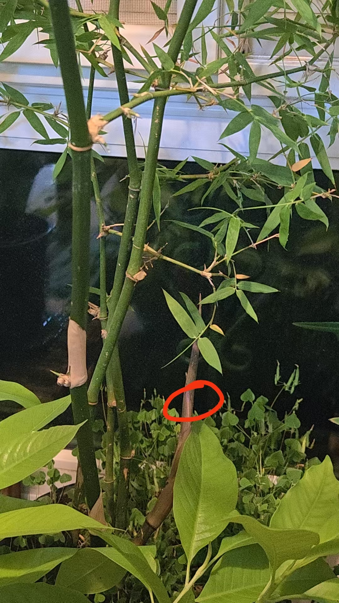 清明
