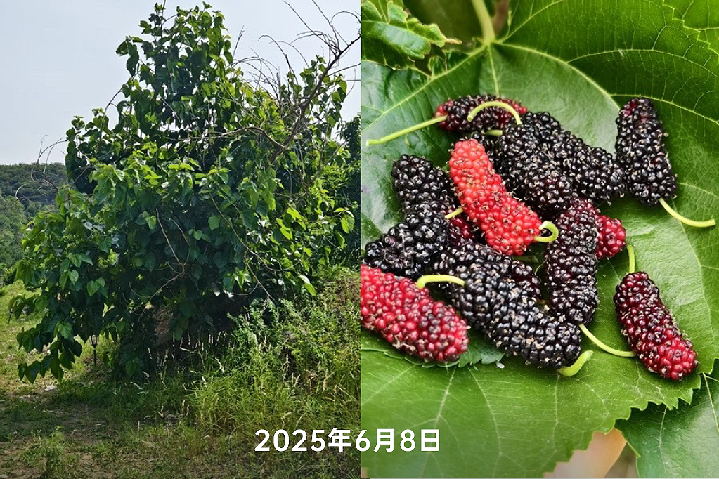 小满
