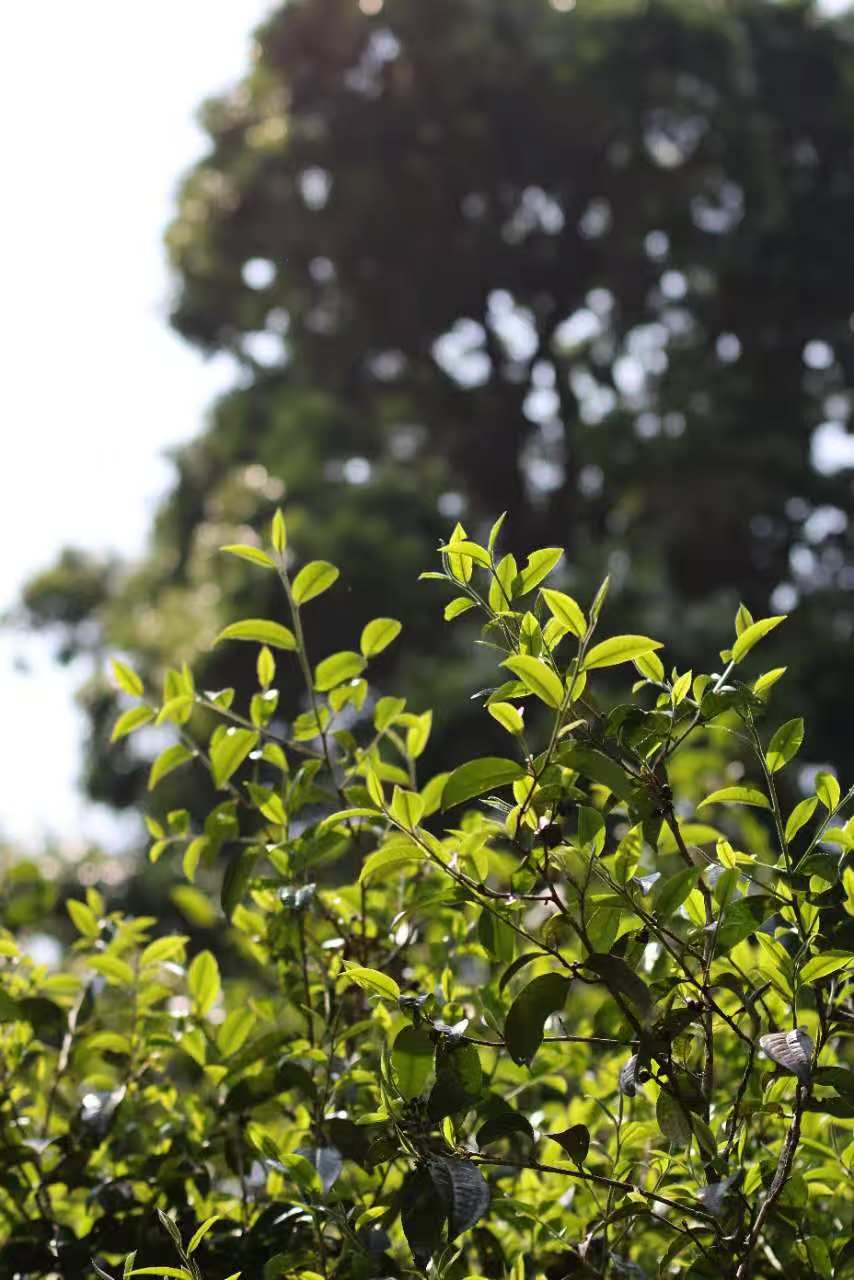 班章老寨茶树新叶