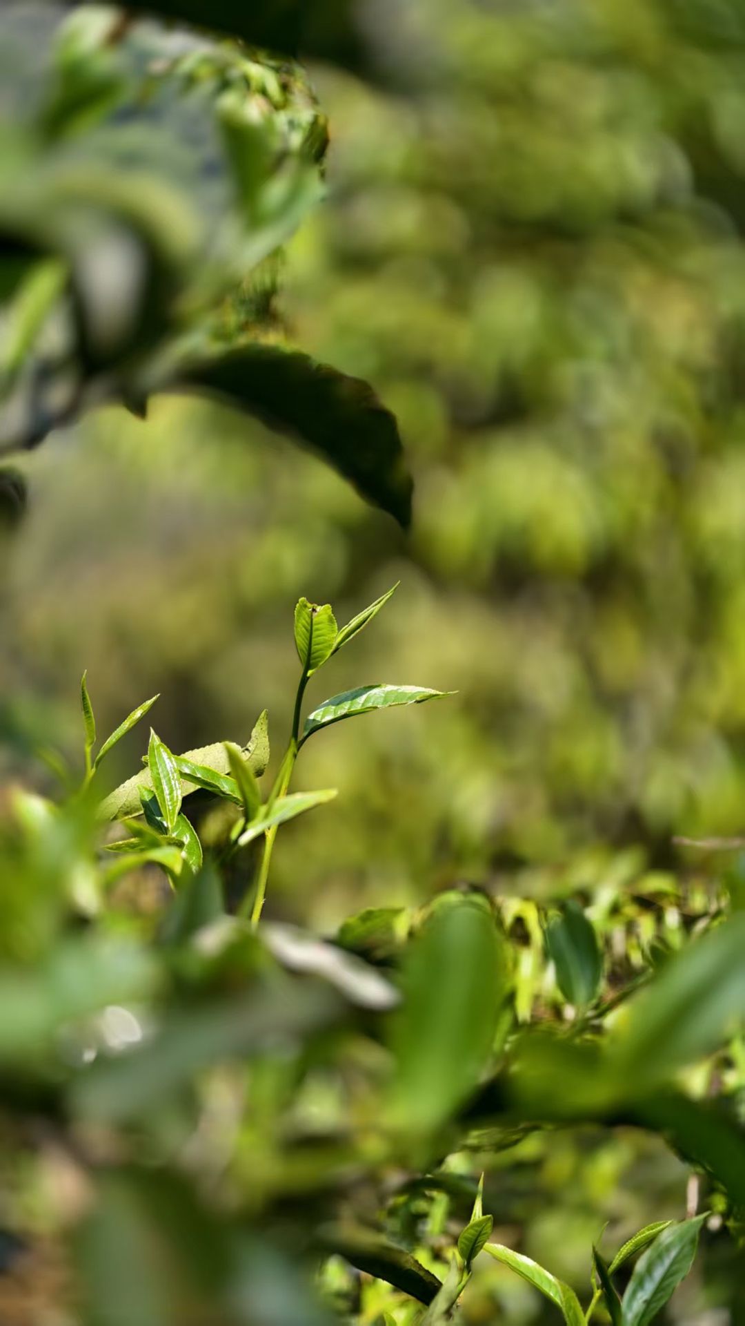 茶树新芽