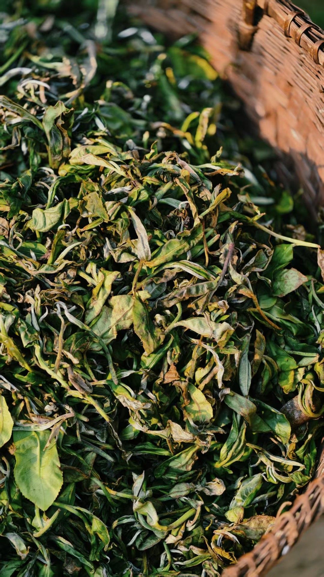 层架上的茶青