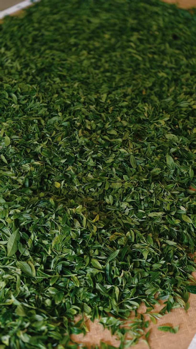 摊放的茶青