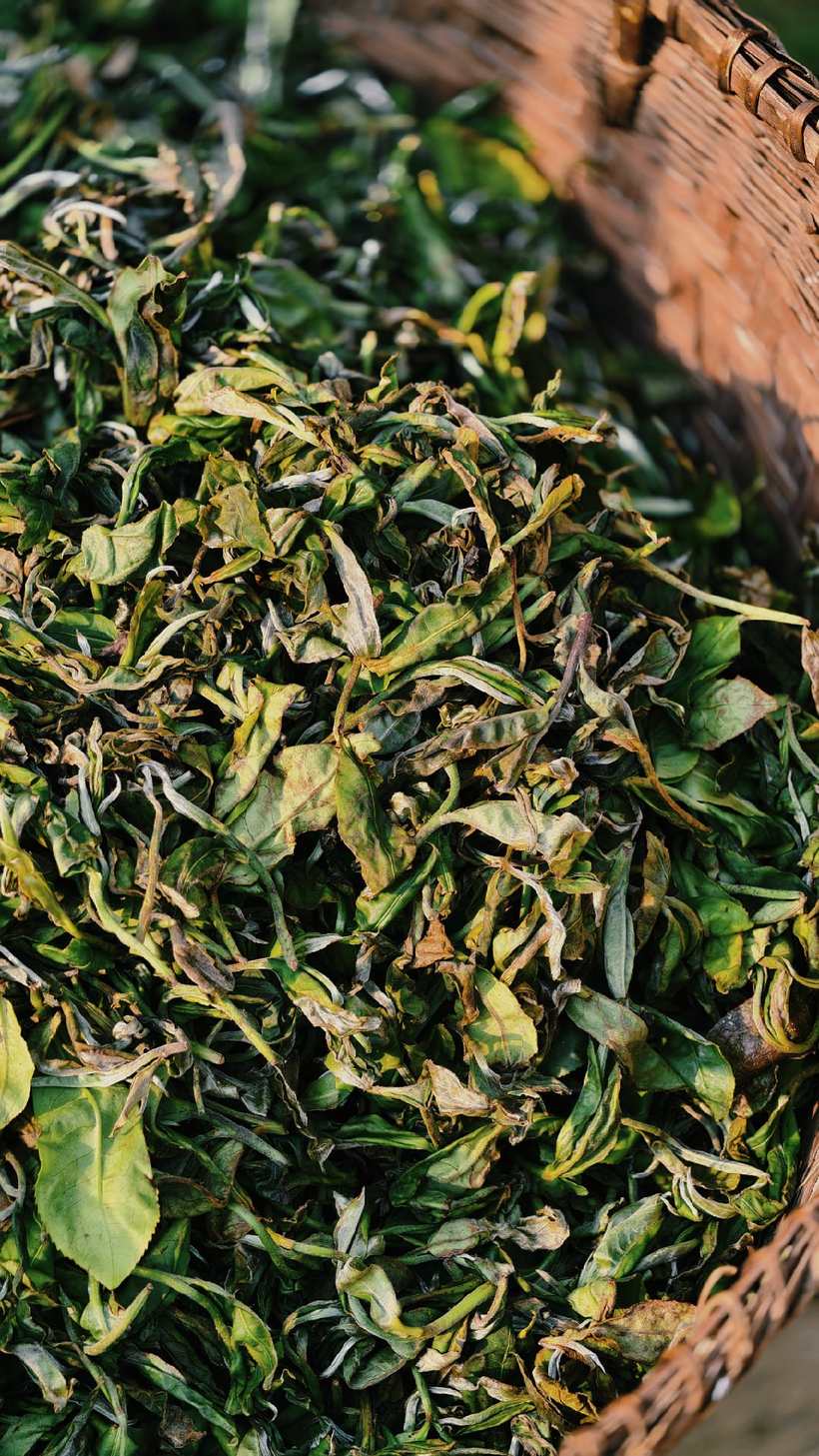 听泉山茶青萎凋特写