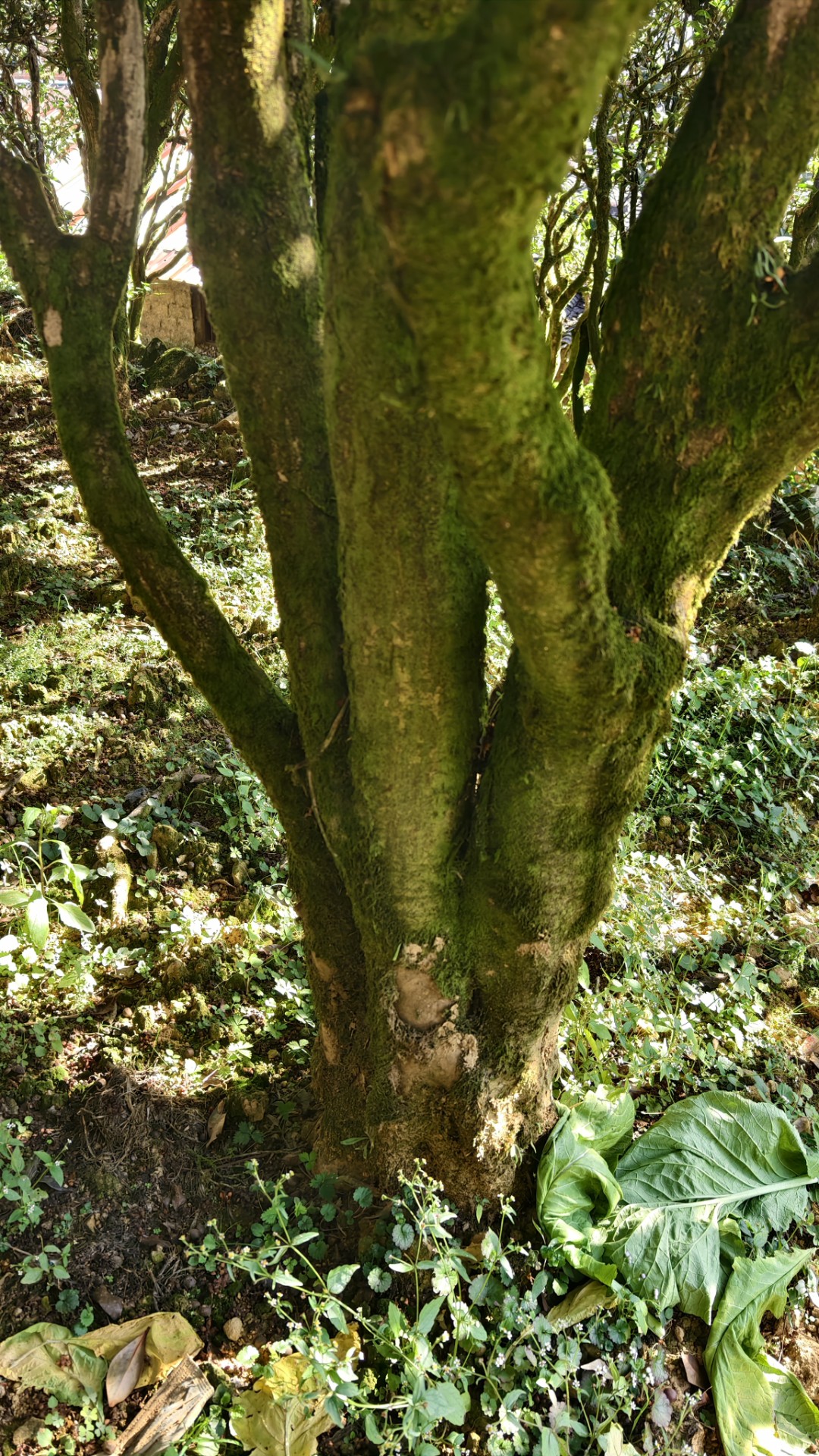 桃仁香古茶树